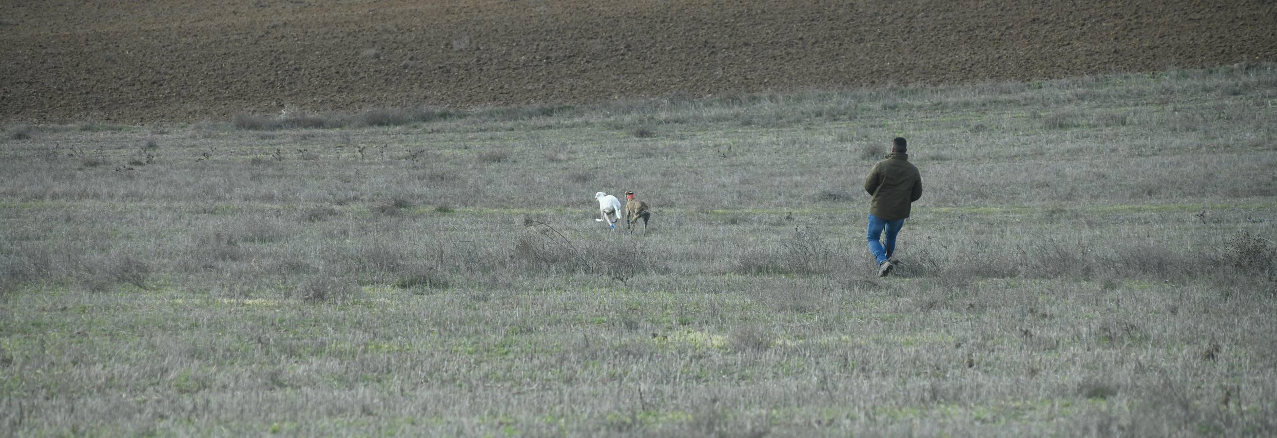 Fotos: Octavos de final del Campeonato Nacional de galgos, en Nava del Rey