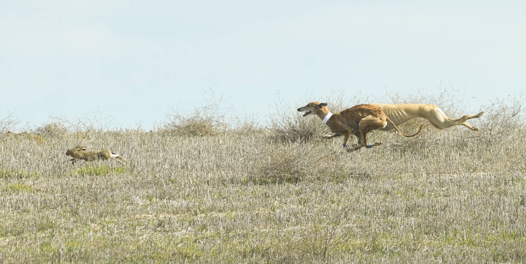 Fotos: Octavos de final del Campeonato Nacional de galgos, en Nava del Rey