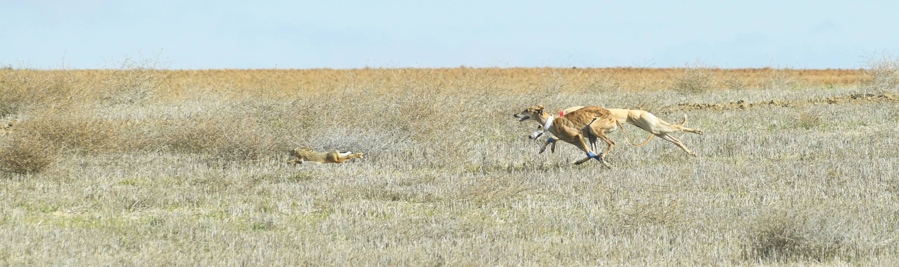 Fotos: Octavos de final del Campeonato Nacional de galgos, en Nava del Rey