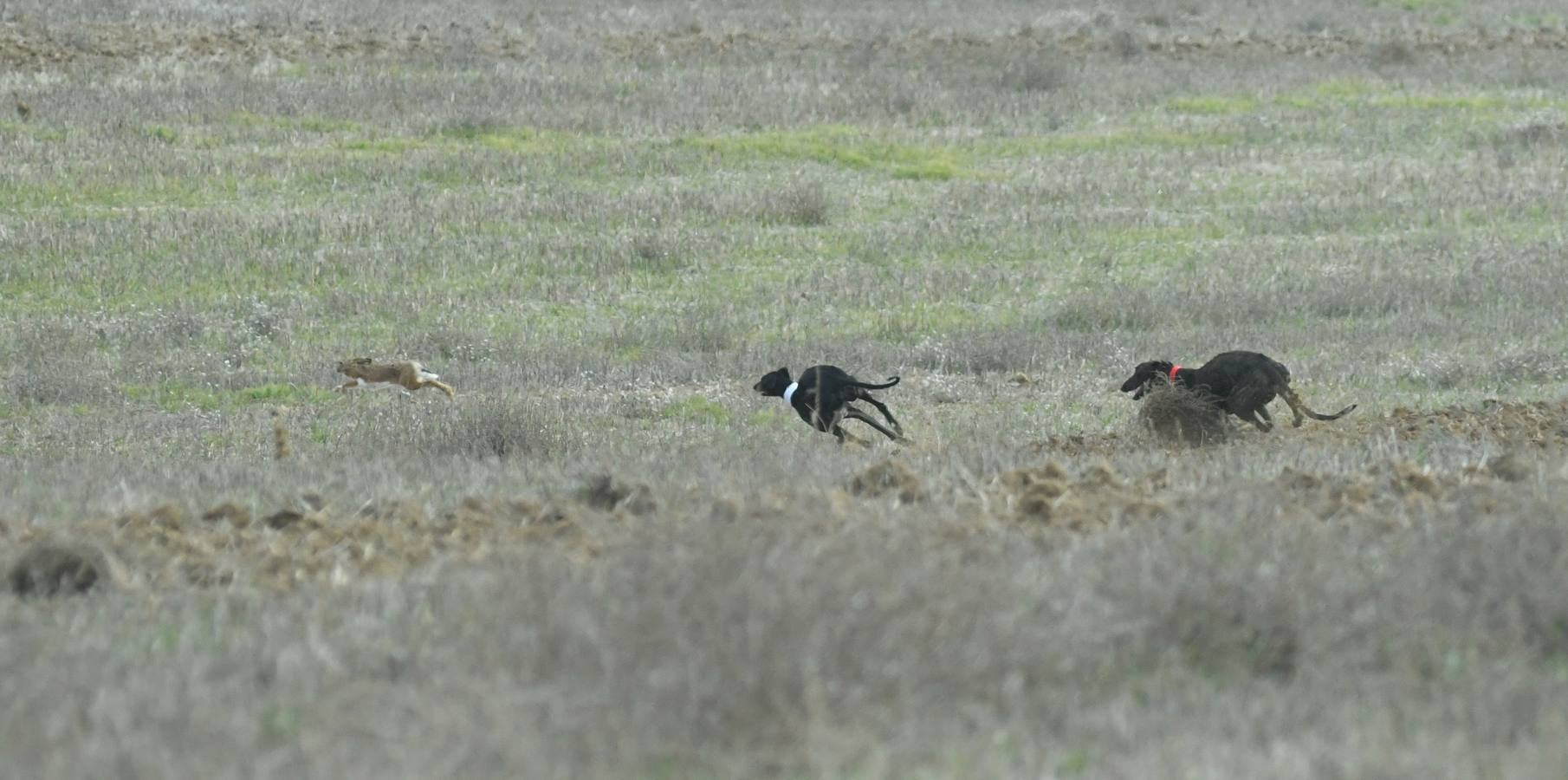 Fotos: Octavos de final del Campeonato Nacional de galgos, en Nava del Rey