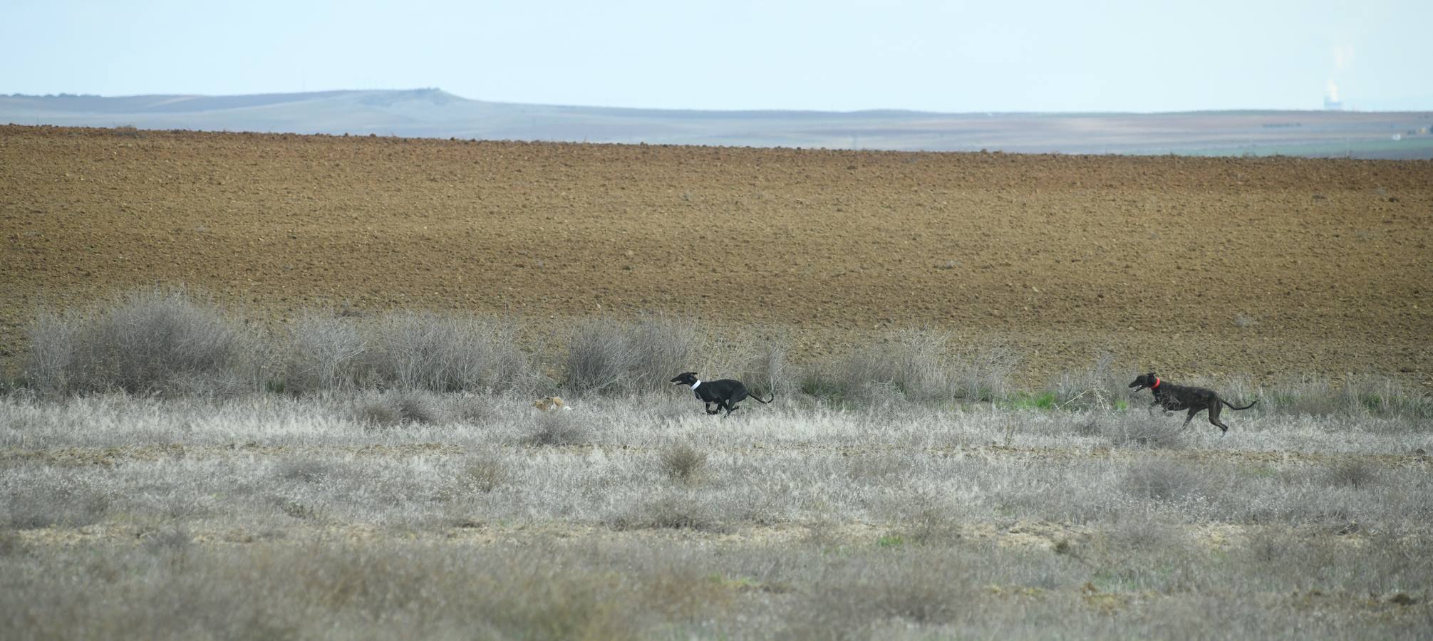 Fotos: Octavos de final del Campeonato Nacional de galgos, en Nava del Rey