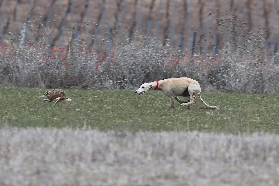 Fotos: Jornada del domingo en el Campeonato Nacional de Galgos de Nava del Rey