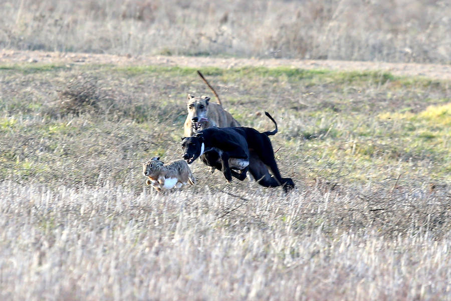 Fotos: Octavos de final del Campeonato Nacional de Galgos
