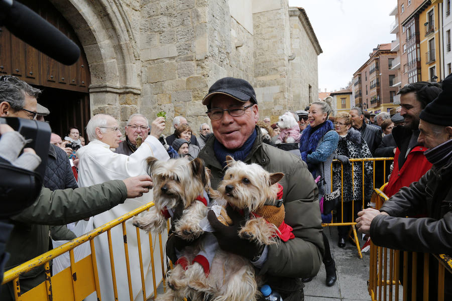 Fotos: Las mascotas reciben la bendición de San Antón, en Palencia