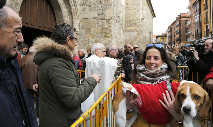 Fotos: Las mascotas reciben la bendición de San Antón, en Palencia