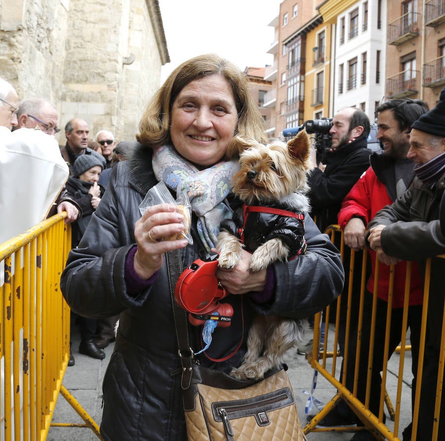 Fotos: Las mascotas reciben la bendición de San Antón, en Palencia