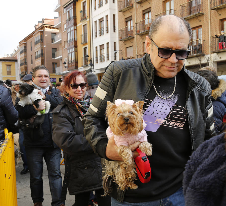 Fotos: Las mascotas reciben la bendición de San Antón, en Palencia