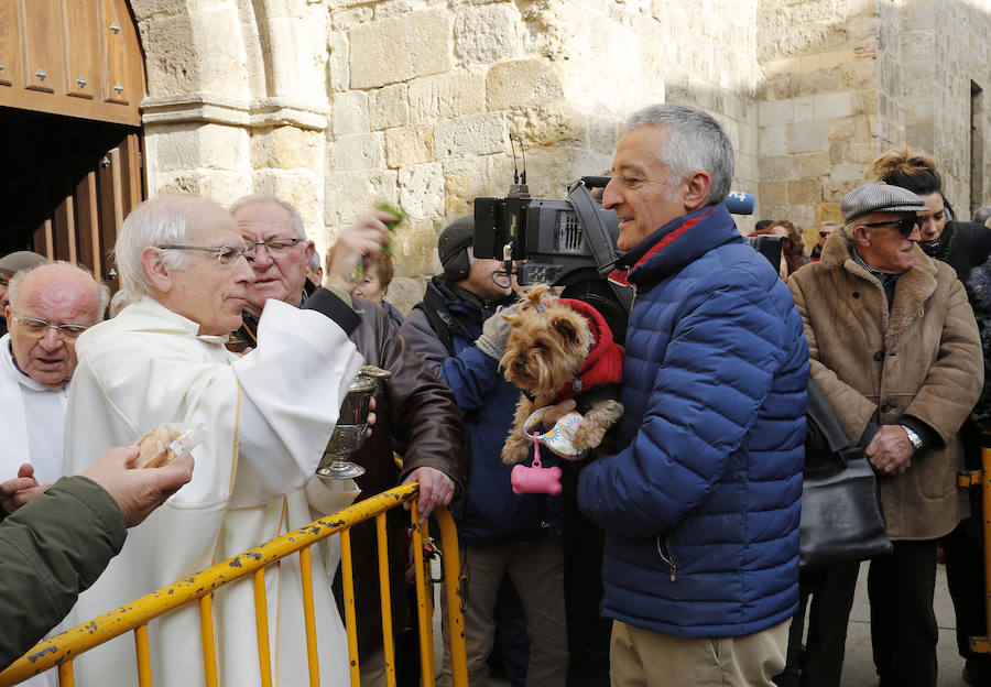 Fotos: Las mascotas reciben la bendición de San Antón, en Palencia