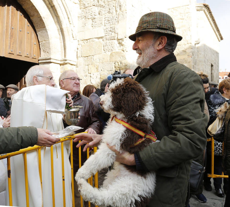 Fotos: Las mascotas reciben la bendición de San Antón, en Palencia