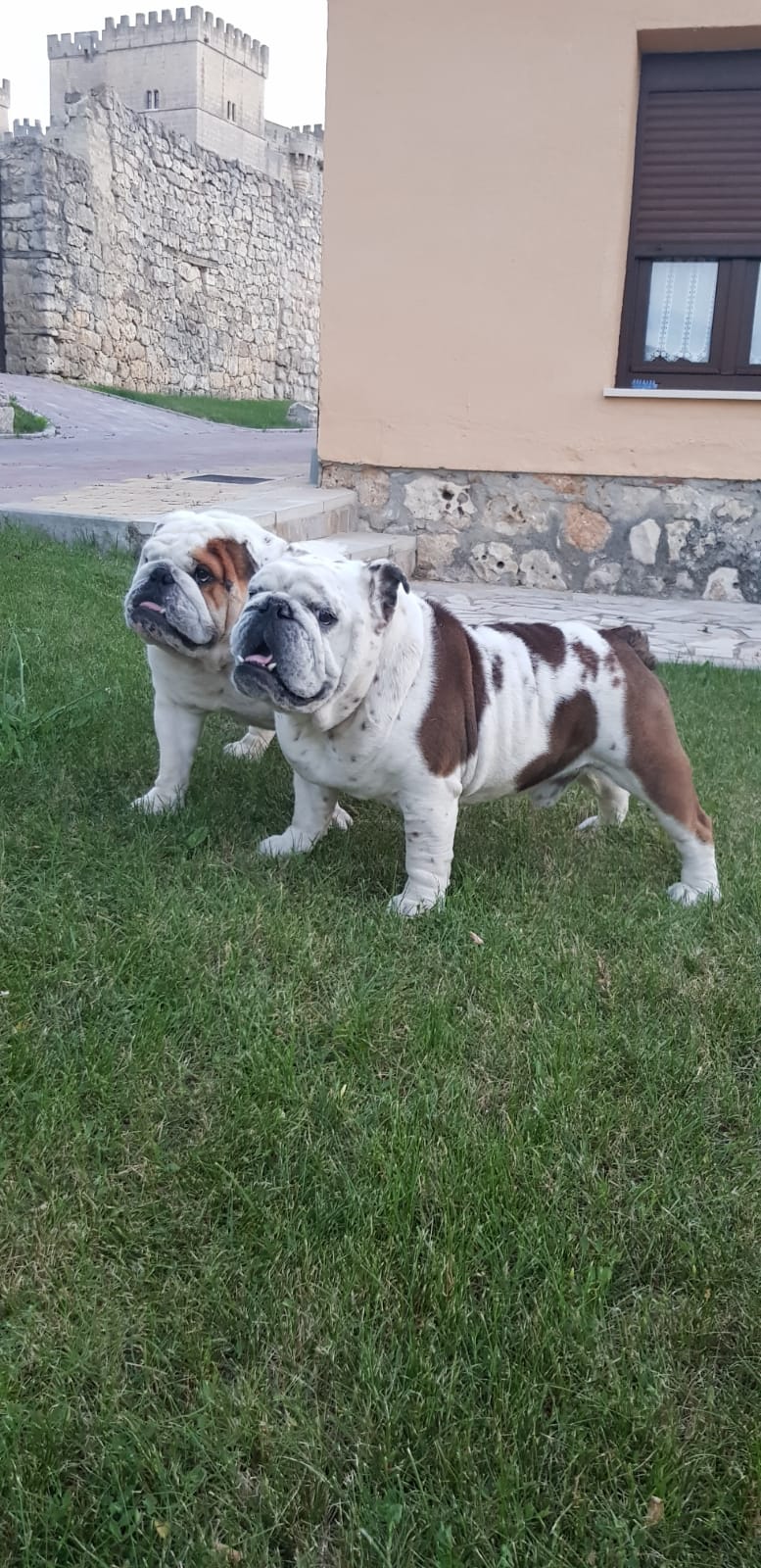 Franky y Rocco.