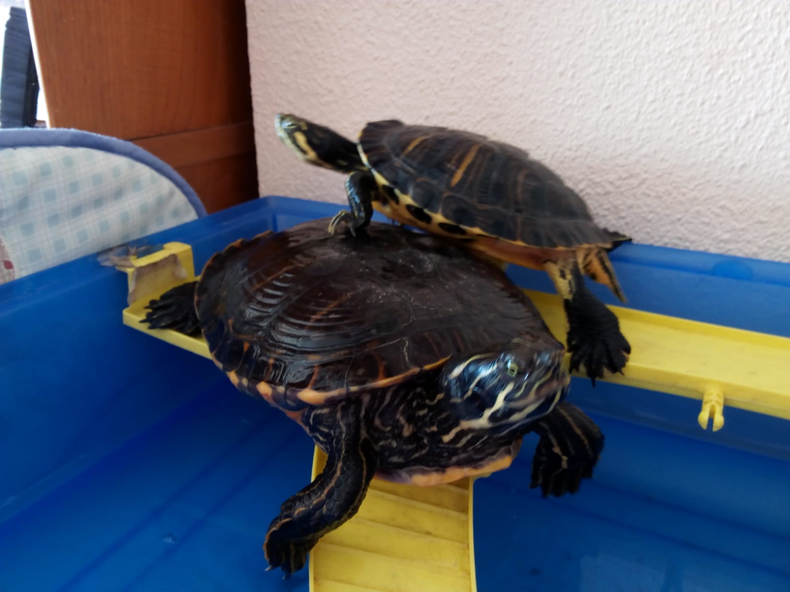 Ofelia y Petra.