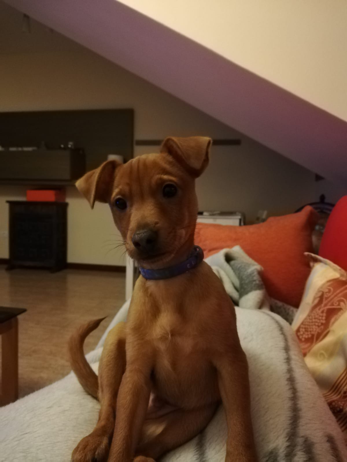 Rony, un bodeguero Andaluz de 4 meses.