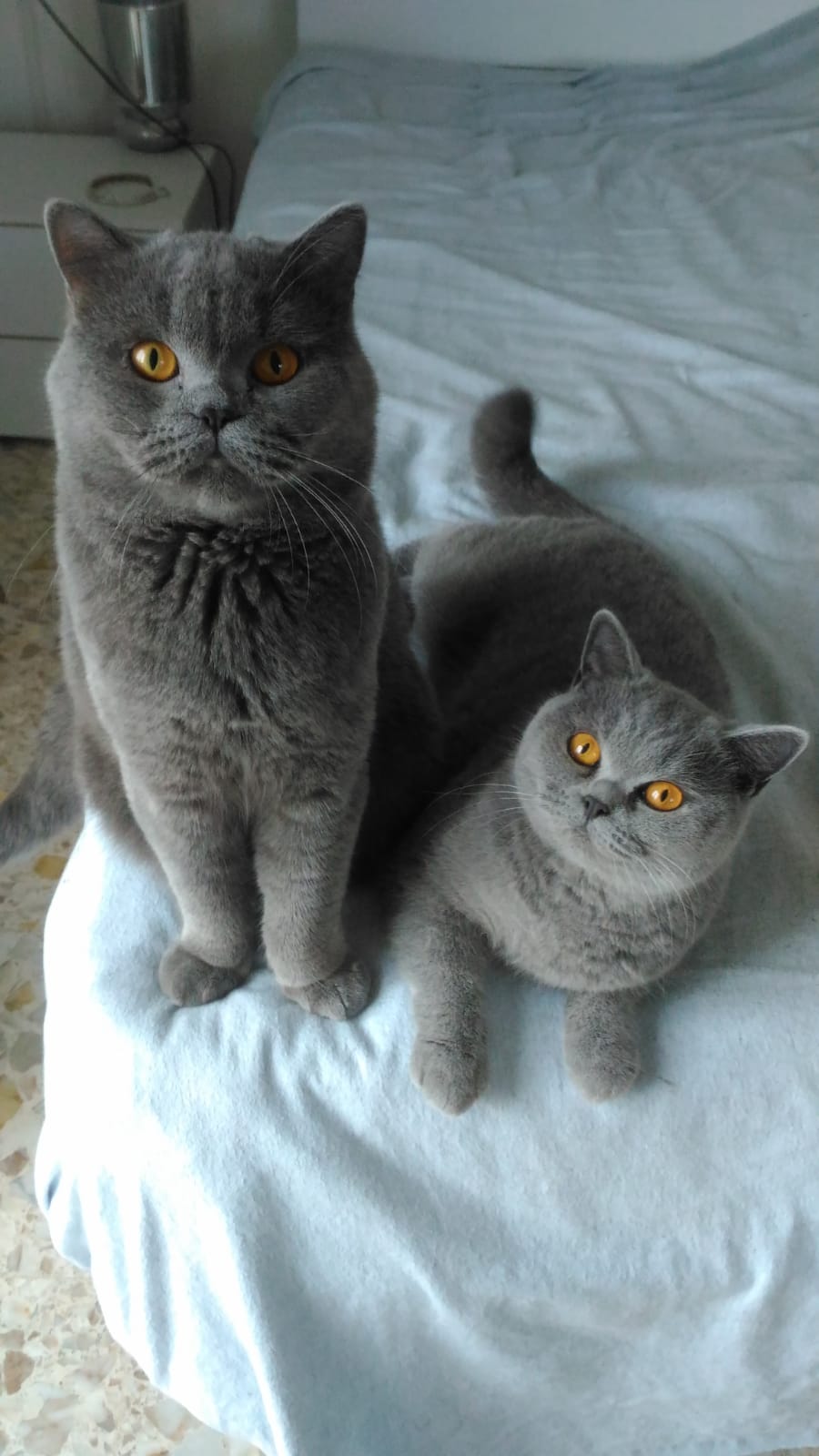Elvis y Cindy. Raza british shorthair.