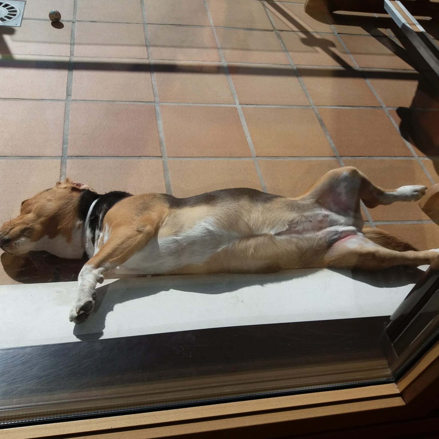 Trufa, es una beagle que disfruta mucho tomando el sol. 