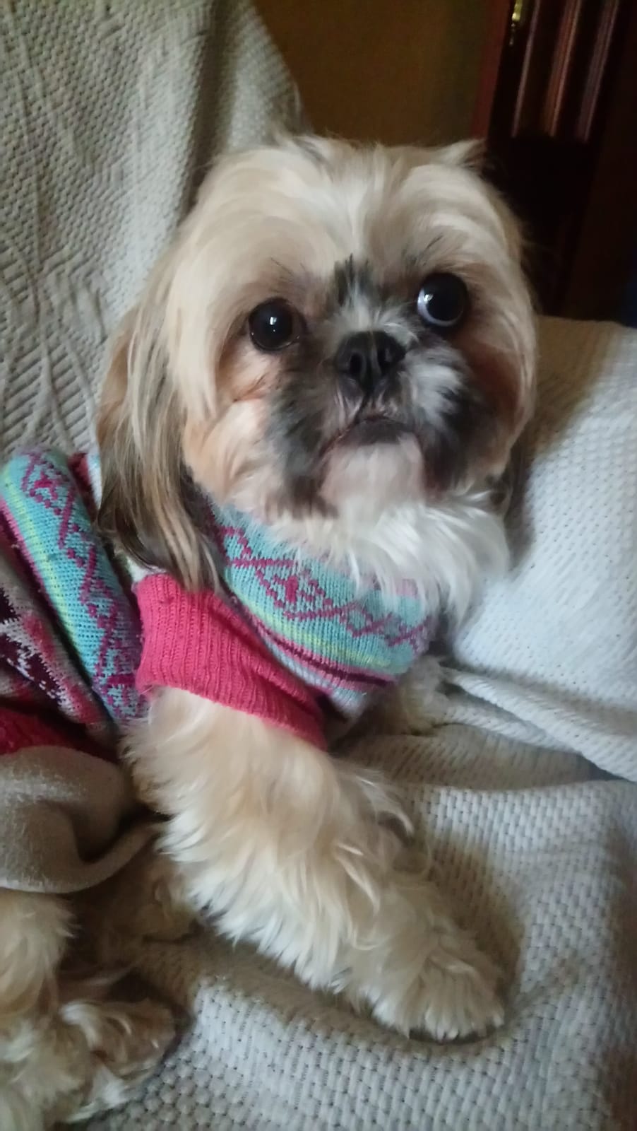 Patricia Fernández nos presentas a sus mascotas Reina, Golfo y Quími.