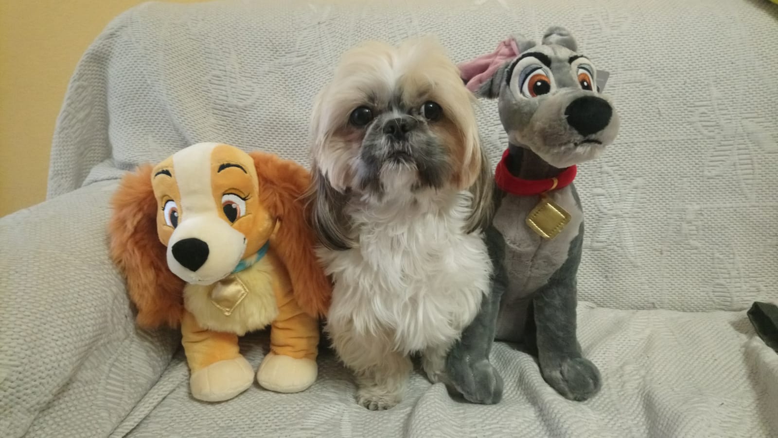 Patricia Fernández nos presentas a sus mascotas Reina, Golfo y Quími.