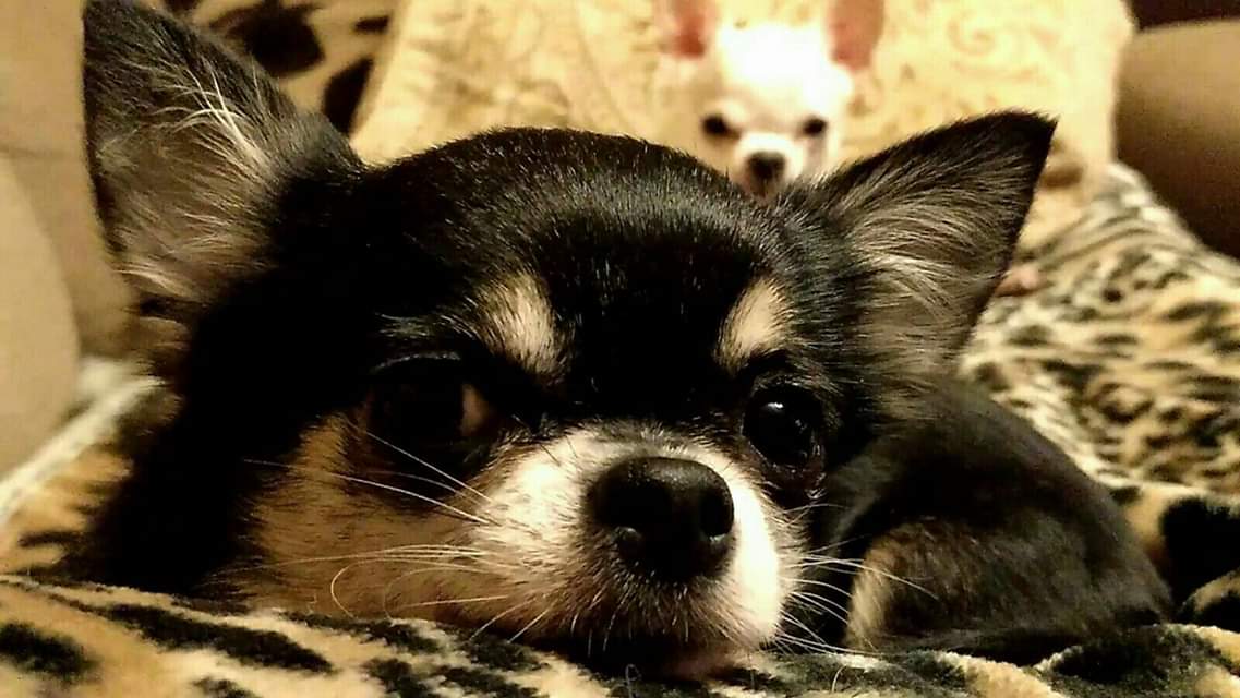 Zizou y Lola, las mascotas de Elsa Gómez Moro.