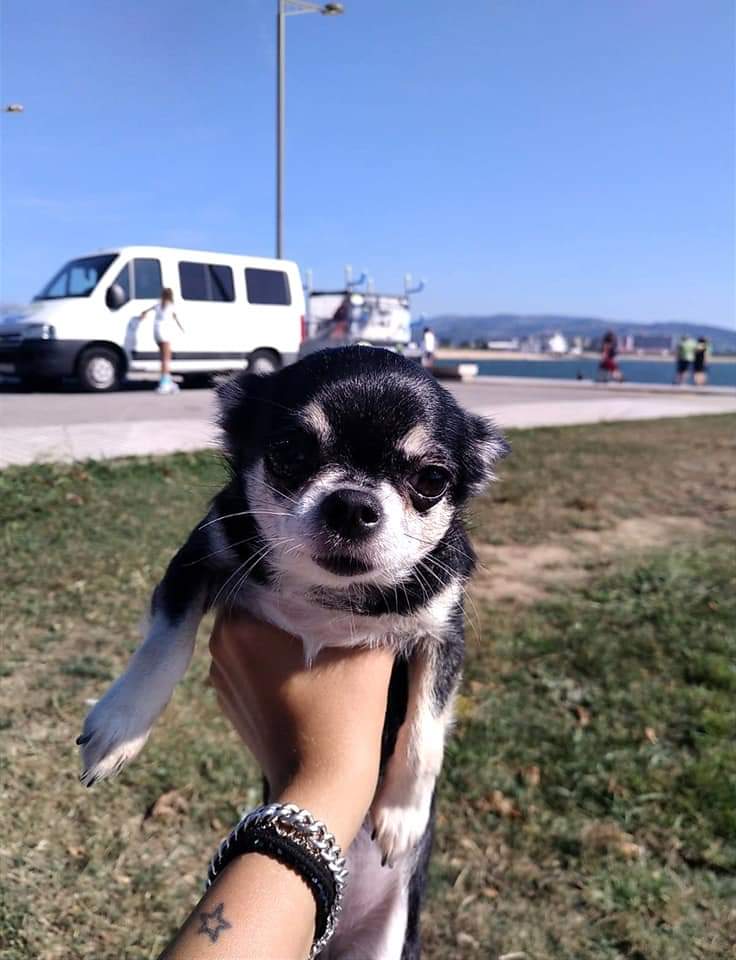 Zizou y Lola, las mascotas de Elsa Gómez Moro.