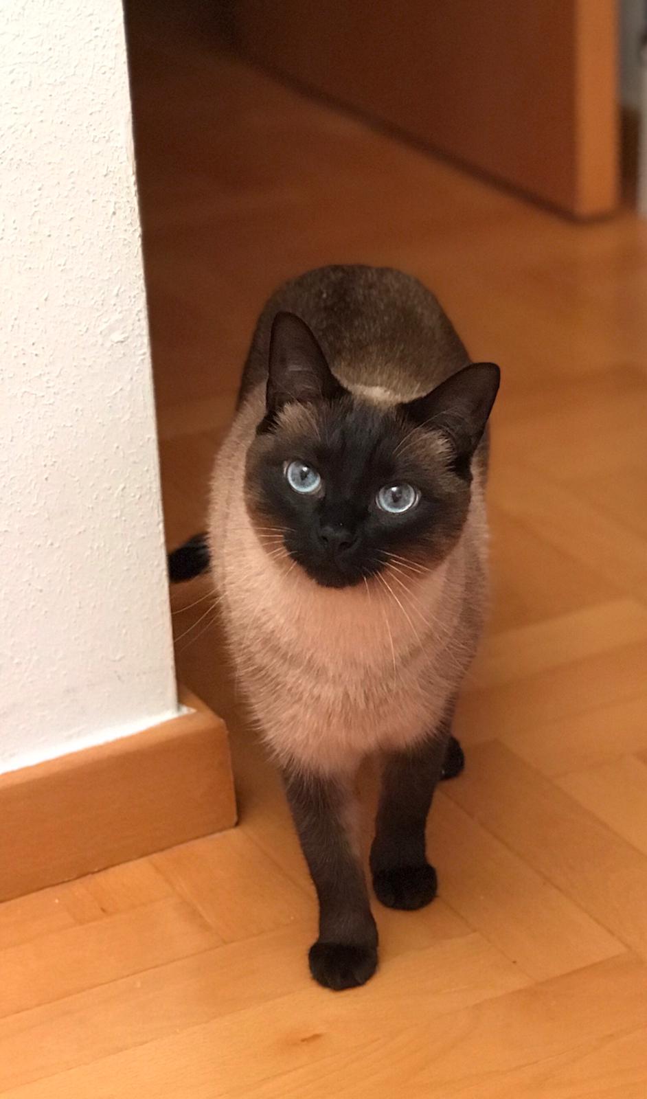 Único.