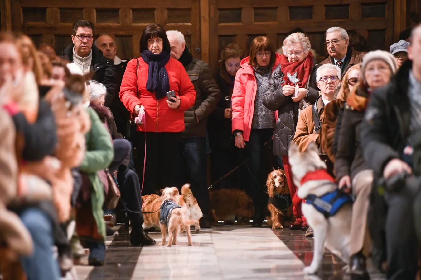 Fotos: Las mascotas reciben la bendición de San Antón en Valladolid