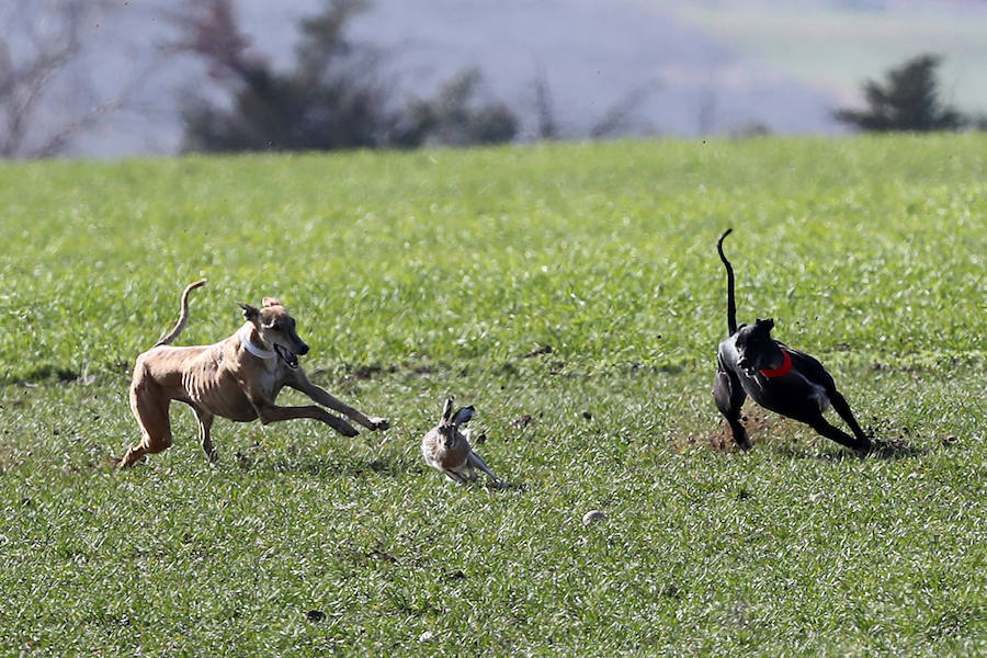 Fotos: Semifinales del Campeonato Nacional de Galgos en Nava