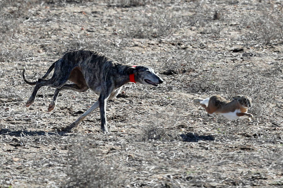 Fotos: Semifinales del Campeonato Nacional de Galgos en Nava