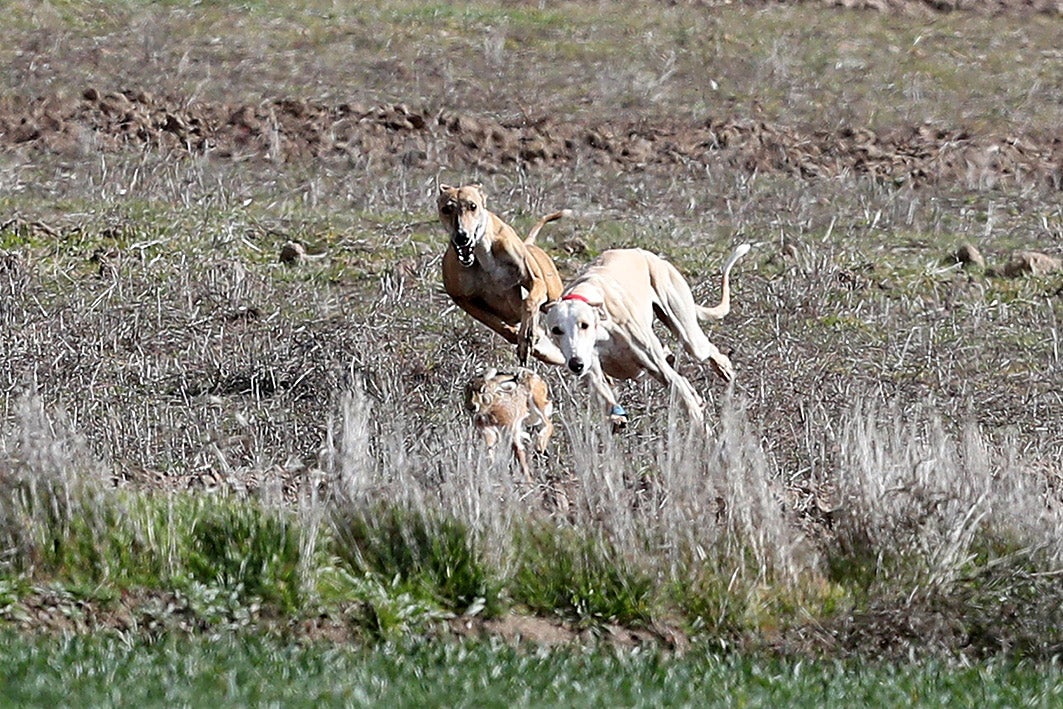 Fotos: La vallisoletana Pelaya de Safesa, campeona de España de Galgos