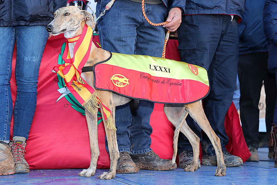 Fotos: La vallisoletana Pelaya de Safesa, campeona de España de Galgos