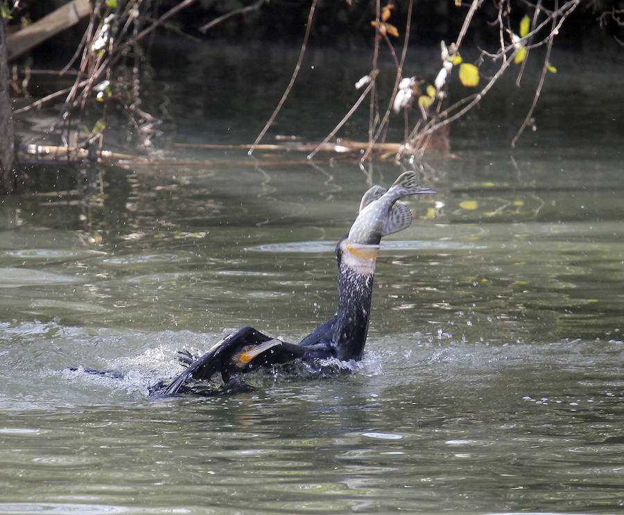 Un cormorán engulle un lucio el pasado miércoles entre el Puente Mayor de Palencia y Puentecillas. 