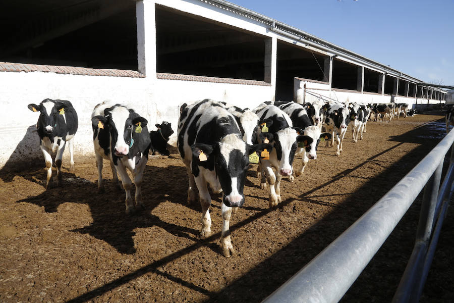 Fotos: Finca ganadera Santa Cruz en Ribas de Campos, Palencia