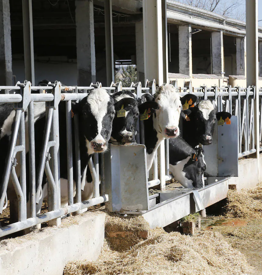 Fotos: Finca ganadera Santa Cruz en Ribas de Campos, Palencia