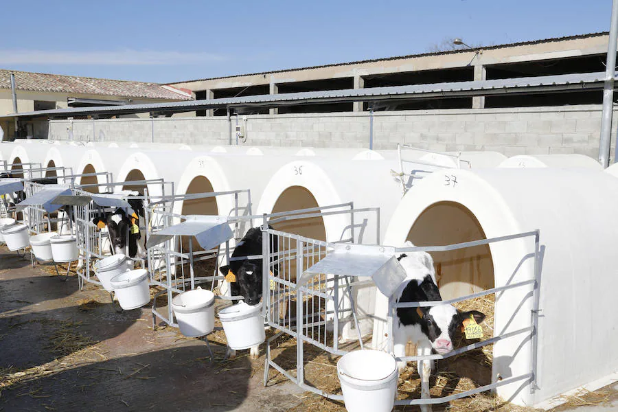 Fotos: Finca ganadera Santa Cruz en Ribas de Campos, Palencia