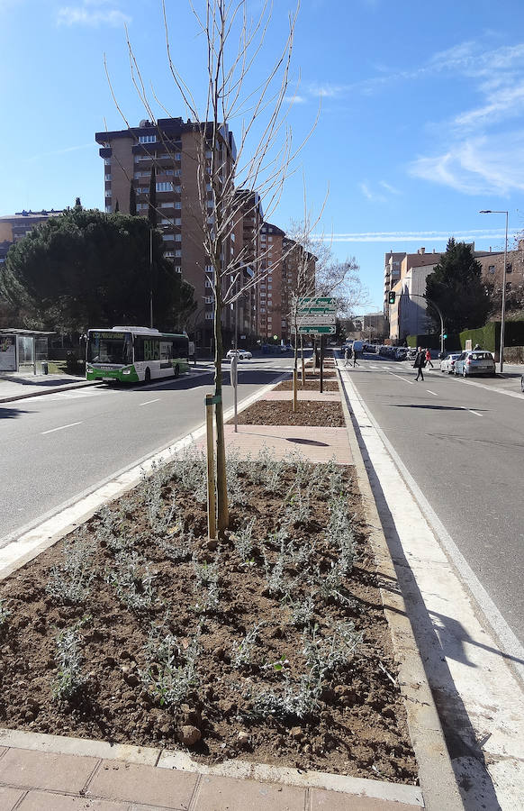 Fotos: Un centenar de árboles adornarán tres calles sin sombra de Parquesol