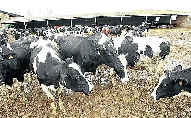 Explotación de ganado vacuno en Palencia. 