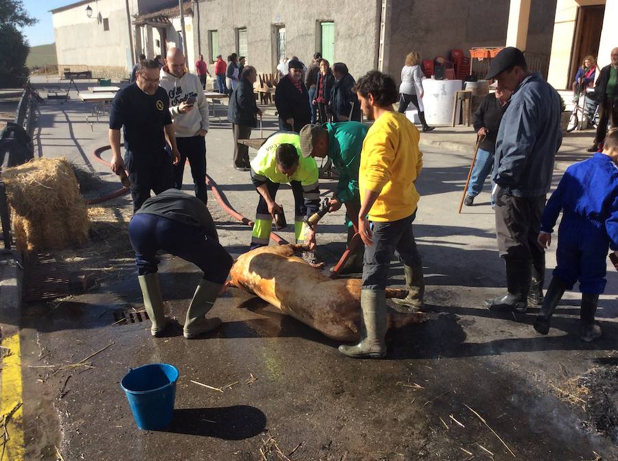 Fotos: Robladillo celebra su tradicional matanza
