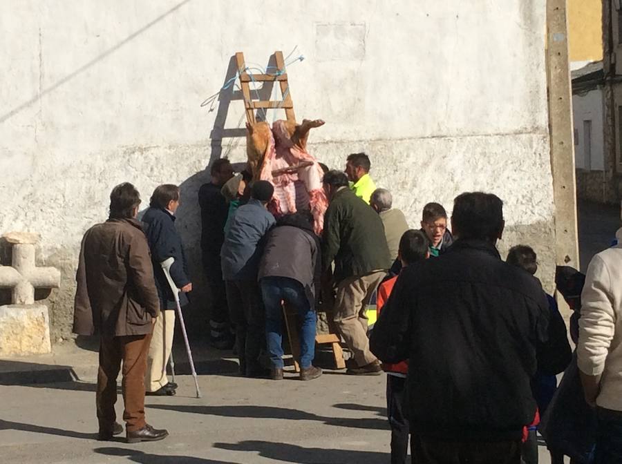 Fotos: Robladillo celebra su tradicional matanza