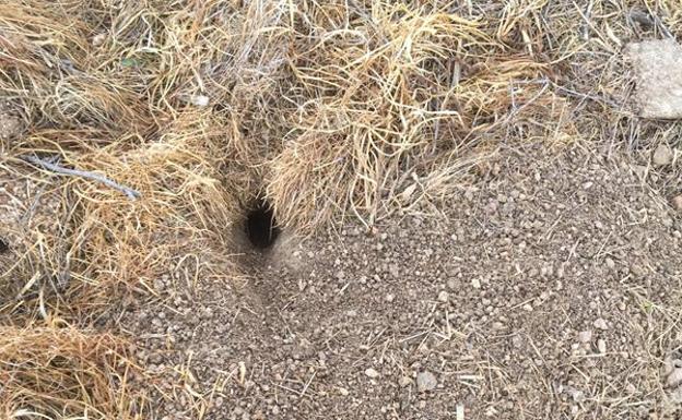 Ura de Topillos en una tierra de labor en la comarca de Arévalo.