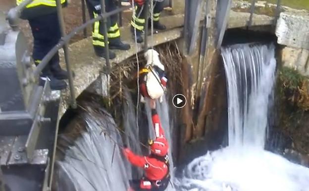 Los bomberos rescatan a un perro en una esclusa del Canal de Castilla en Villamuriel