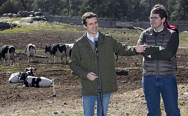 El presidente del PP, Pablo Casado, visita una explotación ganadera en Las Navas del Marqués (Ávila), junto al presidente del PP de Castilla y León, Alfonso Fernández Mañueco. 