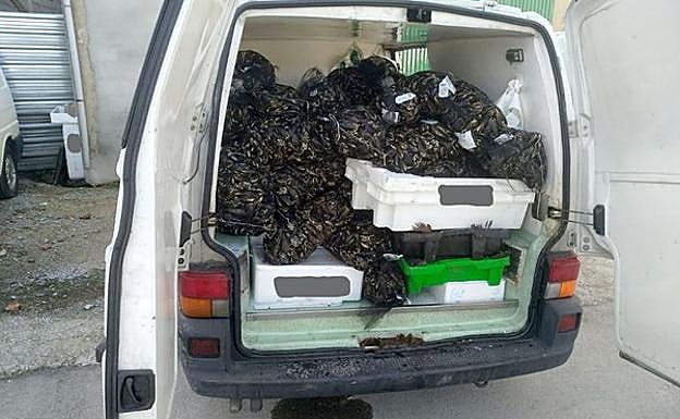 Efectivos de la Patrulla Verde de la Policía Municipal de Ponferrada, en colaboración con los Servicios Veterinarios de Salud Pública de la Junta, localizan en Ponferrada una nave dedicada al almacenaje, clasificación y distribución de pescado al por mayor que no estaba debidamente acondicionada ni poseía licencia municipal para ejercer la actividad. 