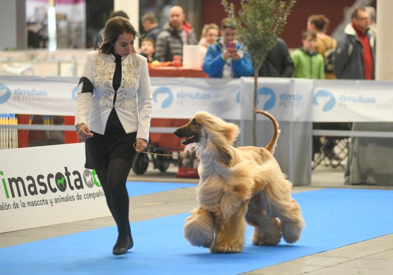 La Feria de Valladolid celebra este fin de semana una nueva edición de Fimascota, la feria de los animales de compañía, un evento en el que se desarrollan actividades para profesionales y público como los concursos nacionales e internacionales caninos, felinos y de avicultura artística, el campeonato de peluquería canina o las exposiciones de conejos de raza y de fauna exótica.