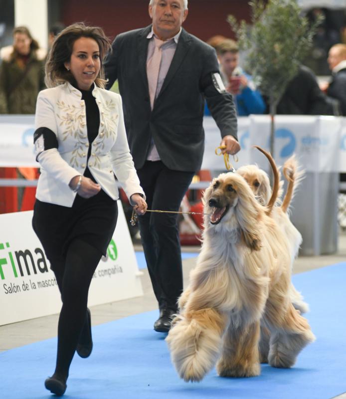 La Feria de Valladolid celebra este fin de semana una nueva edición de Fimascota, la feria de los animales de compañía, un evento en el que se desarrollan actividades para profesionales y público como los concursos nacionales e internacionales caninos, felinos y de avicultura artística, el campeonato de peluquería canina o las exposiciones de conejos de raza y de fauna exótica.
