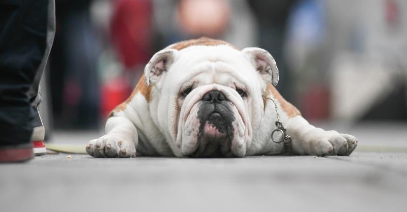 La Feria de Valladolid celebra este fin de semana una nueva edición de Fimascota, la feria de los animales de compañía, un evento en el que se desarrollan actividades para profesionales y público como los concursos nacionales e internacionales caninos, felinos y de avicultura artística, el campeonato de peluquería canina o las exposiciones de conejos de raza y de fauna exótica.