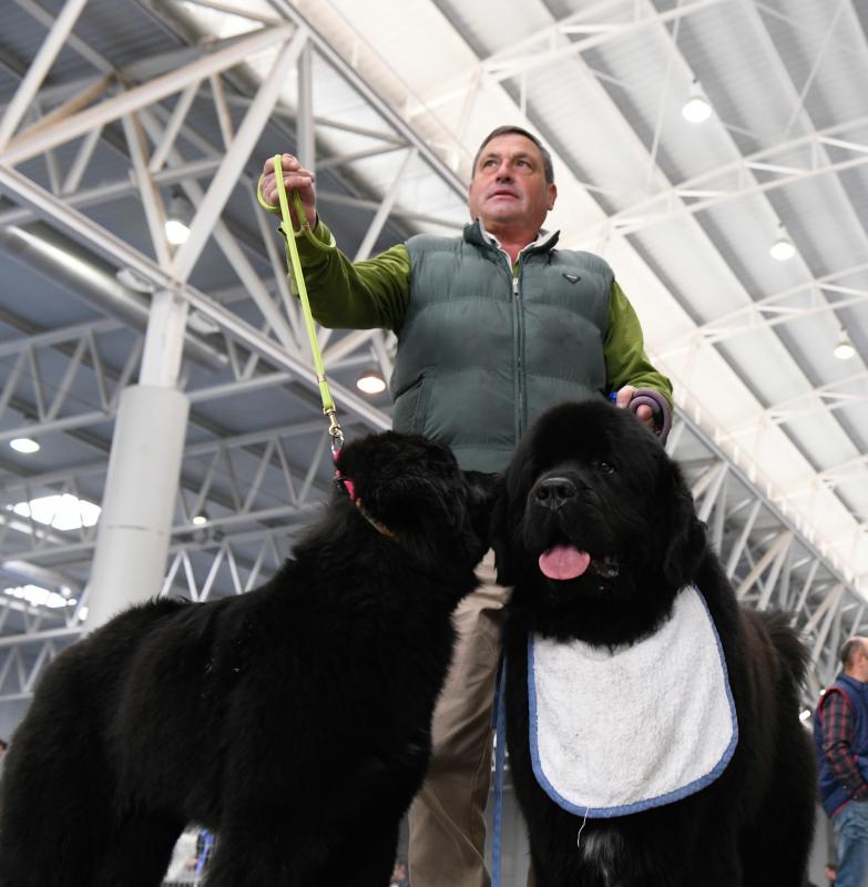 La Feria de Valladolid celebra este fin de semana una nueva edición de Fimascota, la feria de los animales de compañía, un evento en el que se desarrollan actividades para profesionales y público como los concursos nacionales e internacionales caninos, felinos y de avicultura artística, el campeonato de peluquería canina o las exposiciones de conejos de raza y de fauna exótica.