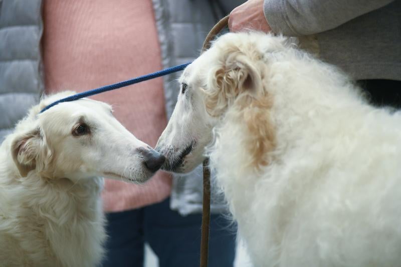 La Feria de Valladolid celebra este fin de semana una nueva edición de Fimascota, la feria de los animales de compañía, un evento en el que se desarrollan actividades para profesionales y público como los concursos nacionales e internacionales caninos, felinos y de avicultura artística, el campeonato de peluquería canina o las exposiciones de conejos de raza y de fauna exótica.