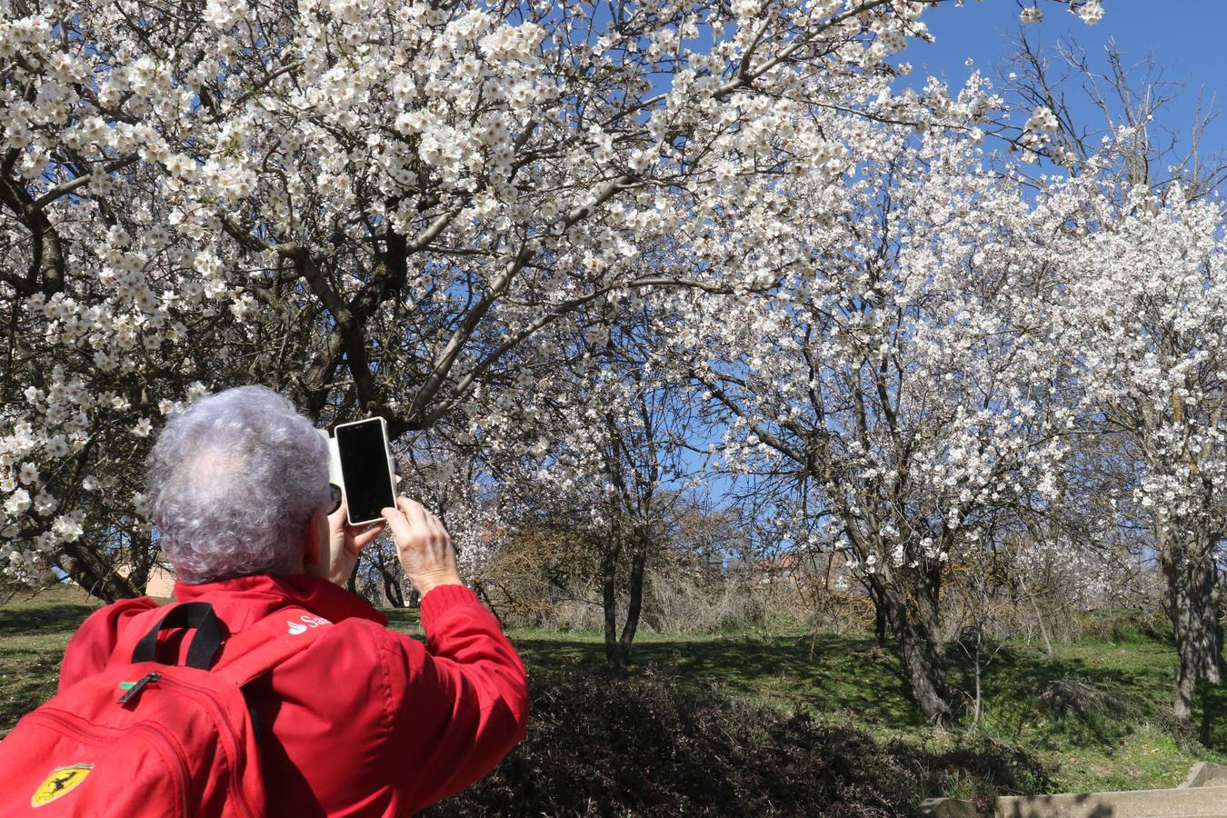 Fotos: Los almendros ya están en flor