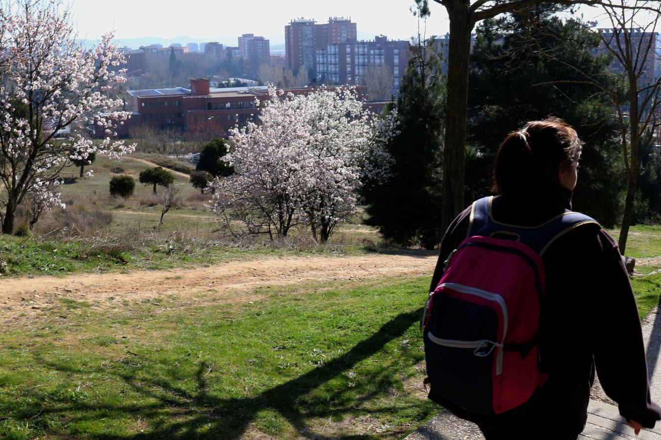 Fotos: Los almendros ya están en flor