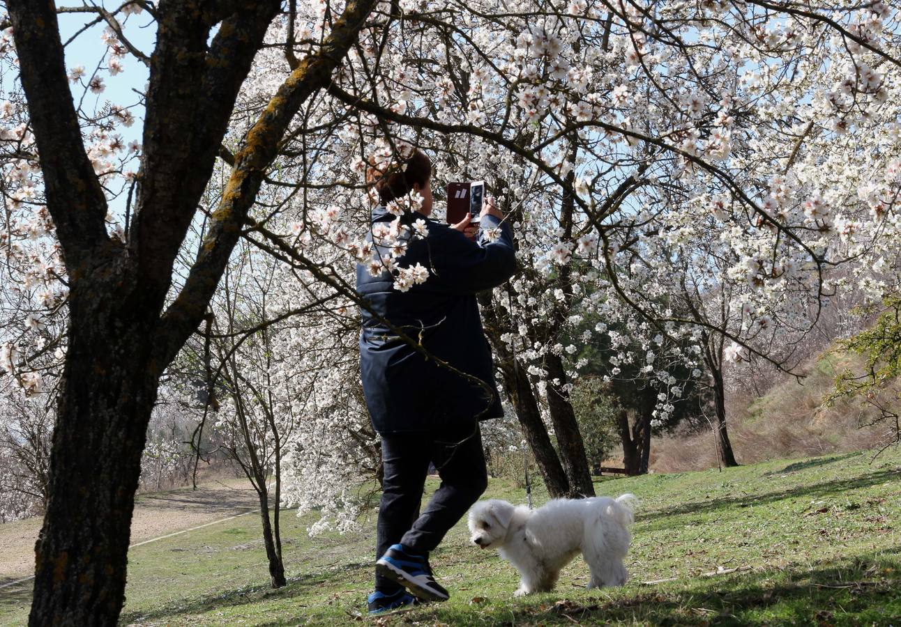 Fotos: Los almendros ya están en flor