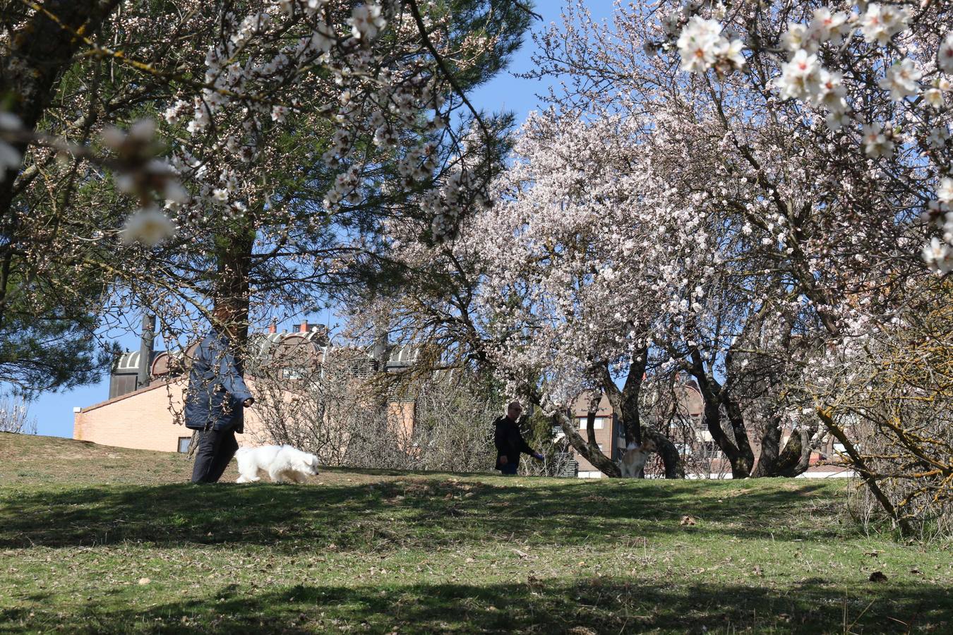 Fotos: Los almendros ya están en flor