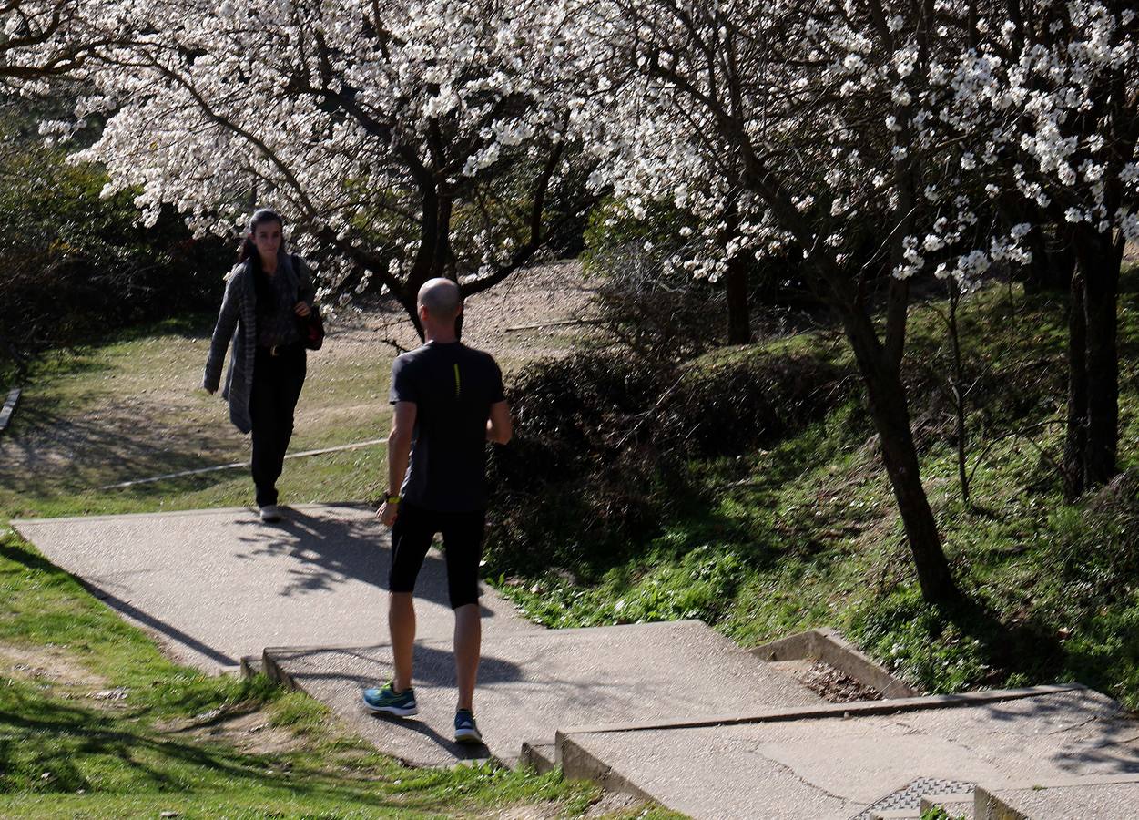 Fotos: Los almendros ya están en flor